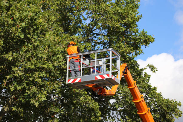 Otsego, MN Tree Services Company